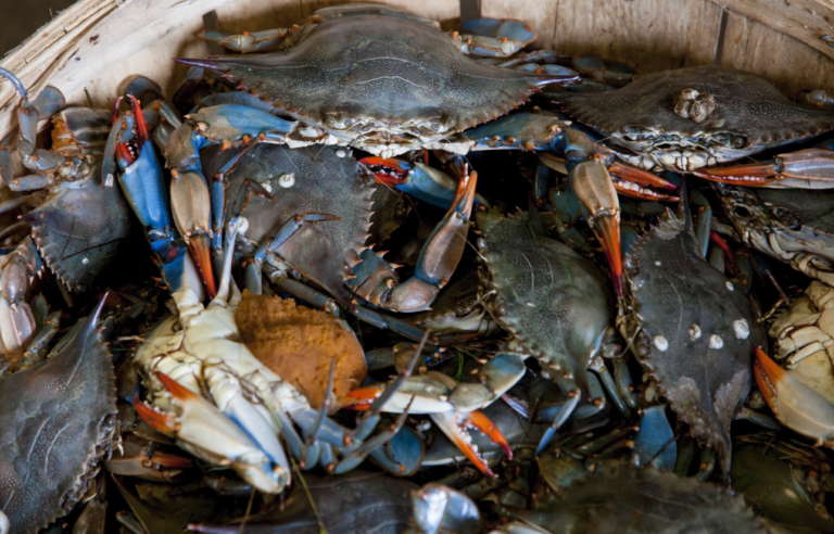The Eastern Shore Crab Cake Recipe That Wins Every Time (No Filler, No Drama)