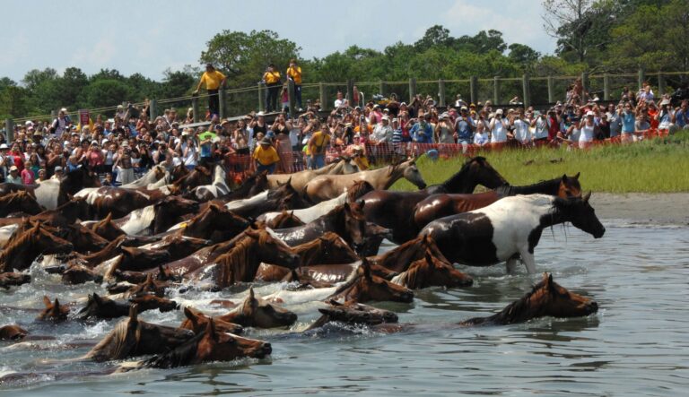 Chincoteague Pony Swim 2026: Everything You Need to Know Before You Go